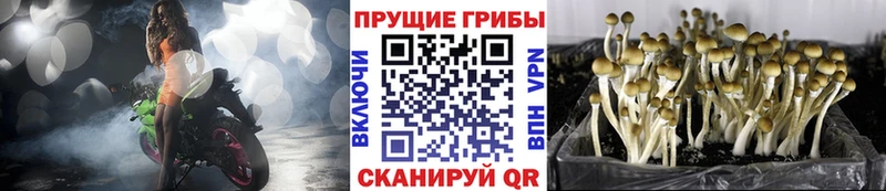 Псилоцибиновые грибы Psilocybine cubensis  ссылка на мегу онион  Верхний Уфалей 